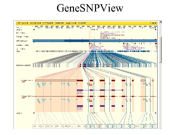 Gene. SNPView 