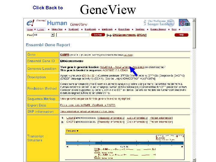 Click Back to Gene. View 