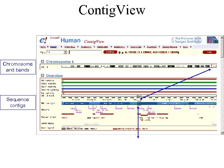 Contig. View Chromosome and bands Sequence contigs 