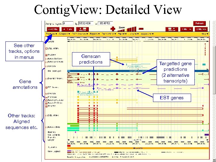 Contig. View: Detailed View See other tracks, options in menus Gene annotations Genscan predictions