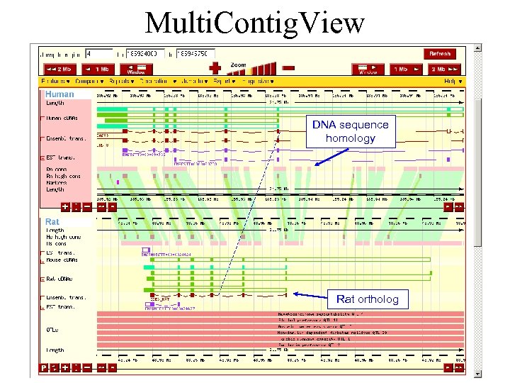 Multi. Contig. View DNA sequence homology Rat ortholog 