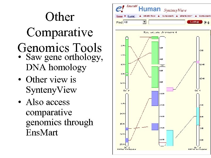 Other Comparative Genomics Tools • Saw gene orthology, DNA homology • Other view is