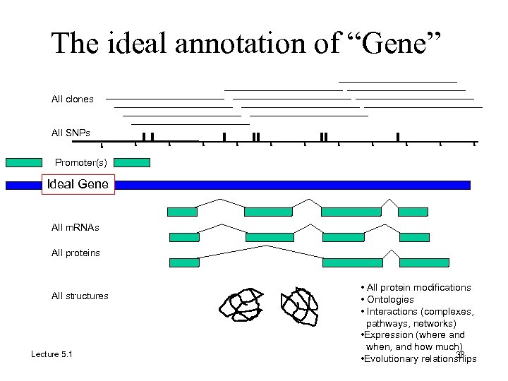 The ideal annotation of “Gene” All clones All SNPs Promoter(s) Ideal Gene All m.