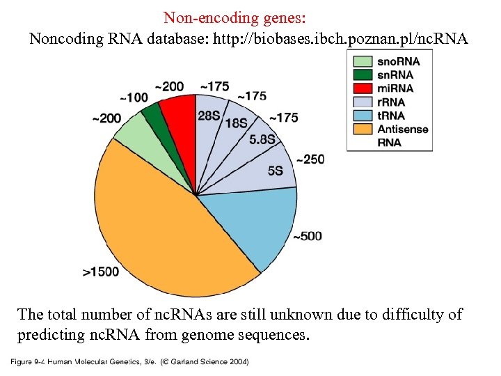 Non-encoding genes: Noncoding RNA database: http: //biobases. ibch. poznan. pl/nc. RNA 09_04. jpg The