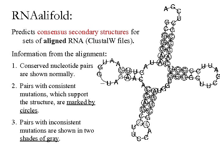 RNAalifold: Predicts consensus secondary structures for sets of aligned RNA (Clustal. W files). Information
