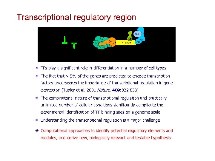 Transcriptional regulatory region TFs play a significant role in differentiation in a number of