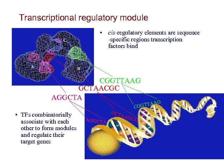 Transcriptional regulatory module • cis-regulatory elements are sequence -specific regions transcription factors bind CGGTTAAG