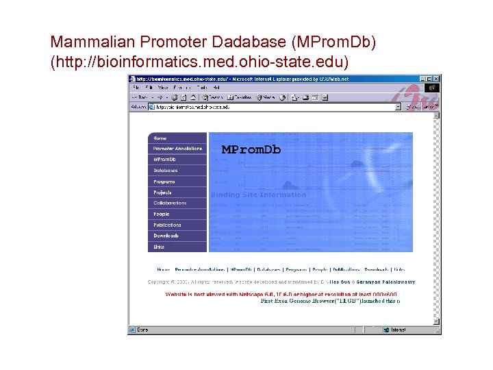 Mammalian Promoter Dadabase (MProm. Db) (http: //bioinformatics. med. ohio-state. edu) 