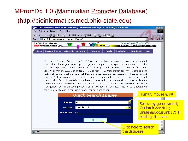 MProm. Db 1. 0 (Mammalian Promoter Database) (http: //bioinformatics. med. ohio-state. edu) Human, mouse