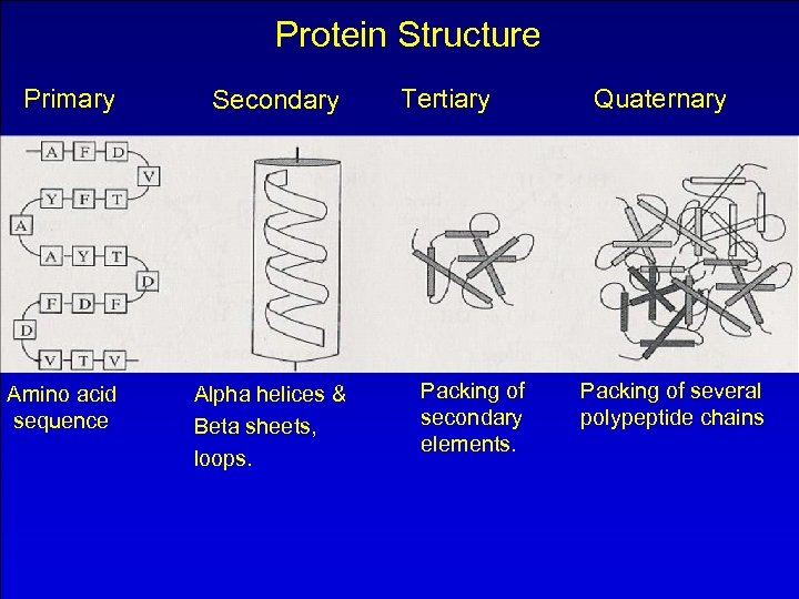 Protein Structure Primary Amino acid sequence Secondary Alpha helices & Beta sheets, loops. Tertiary