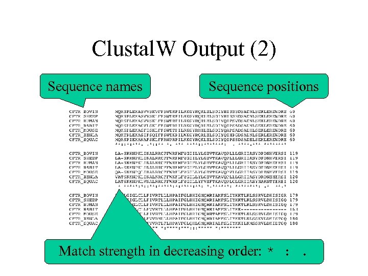 Clustal. W Output (2) Sequence names Sequence positions Match strength in decreasing order: *