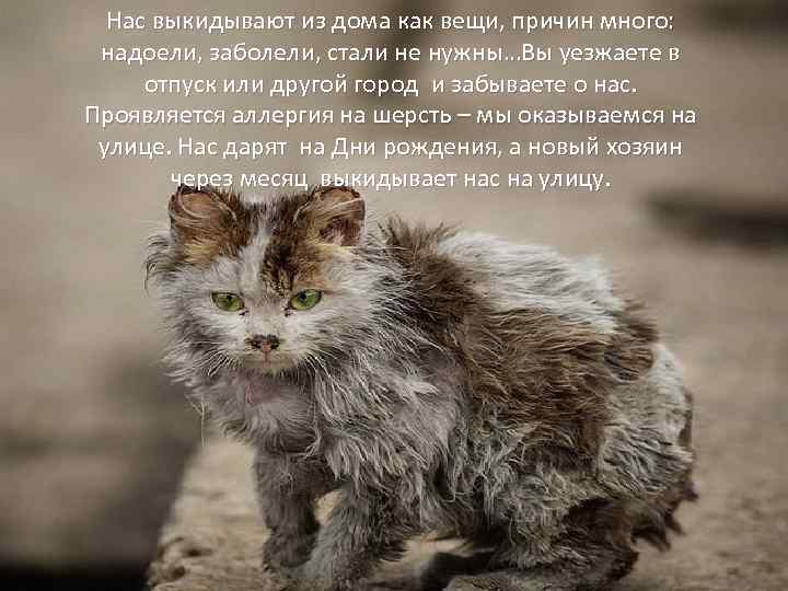 Нас выкидывают из дома как вещи, причин много: надоели, заболели, стали не нужны…Вы уезжаете