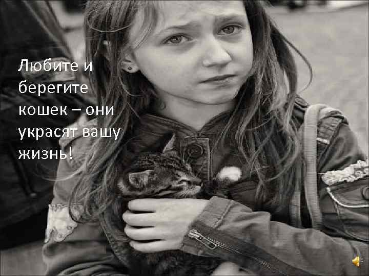 Любите и берегите кошек – они украсят вашу жизнь! 