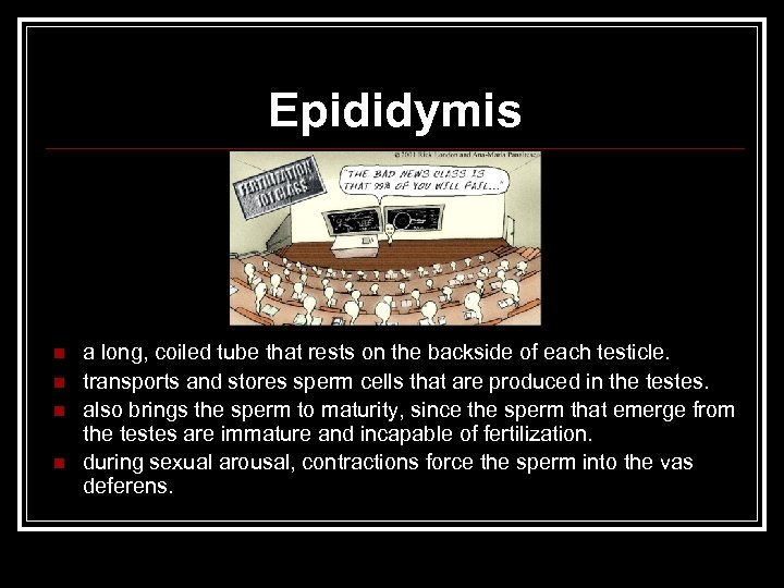 Epididymis n n a long, coiled tube that rests on the backside of each