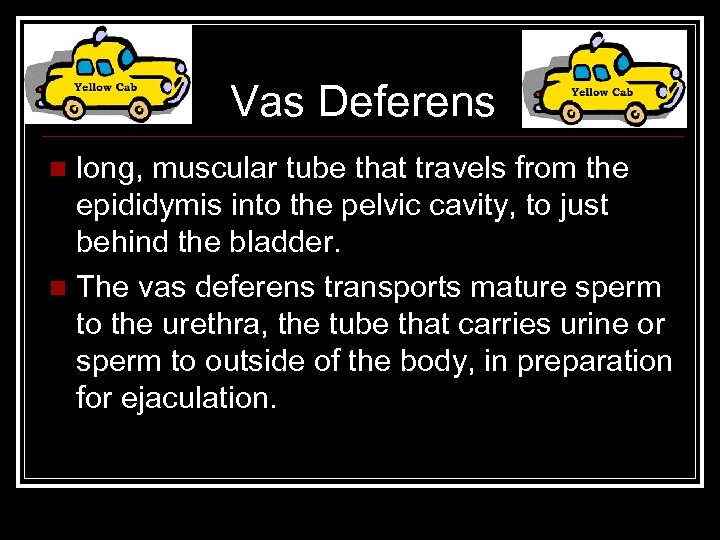 Vas Deferens long, muscular tube that travels from the epididymis into the pelvic cavity,