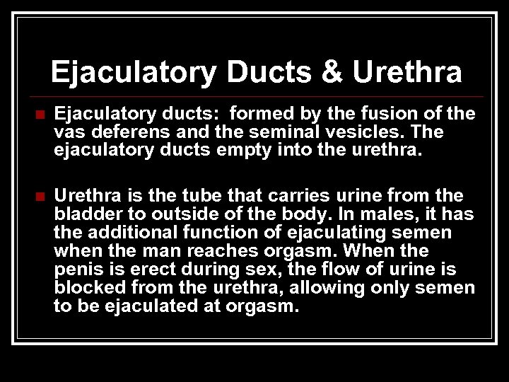 Ejaculatory Ducts & Urethra n Ejaculatory ducts: formed by the fusion of the vas