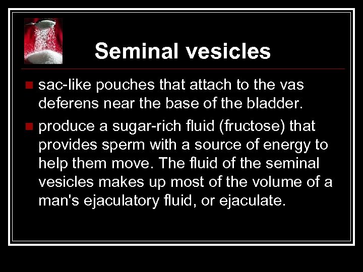 Seminal vesicles sac-like pouches that attach to the vas deferens near the base of