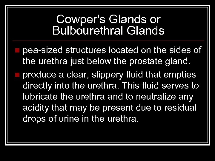 Cowper's Glands or Bulbourethral Glands pea-sized structures located on the sides of the urethra