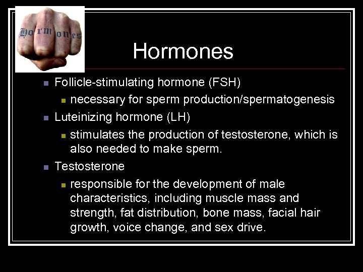Hormones n n n Follicle-stimulating hormone (FSH) n necessary for sperm production/spermatogenesis Luteinizing hormone