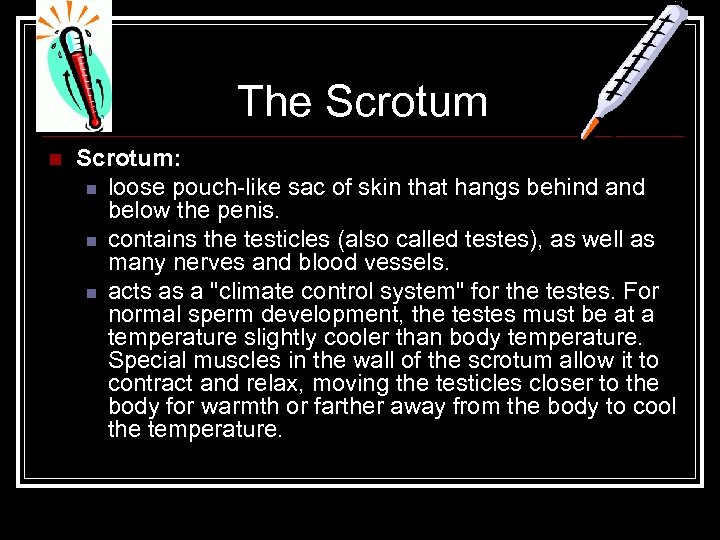 The Scrotum n Scrotum: n loose pouch-like sac of skin that hangs behind and