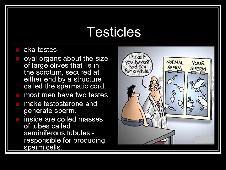 Testicles n n n aka testes oval organs about the size of large olives