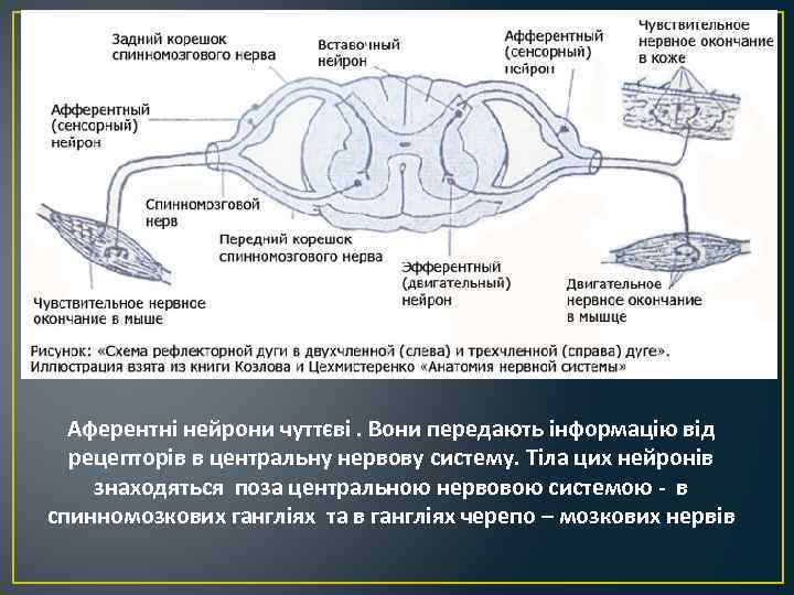 Аферентні нейрони чуттєві. Вони передають інформацію від рецепторів в центральну нервову систему. Тіла цих