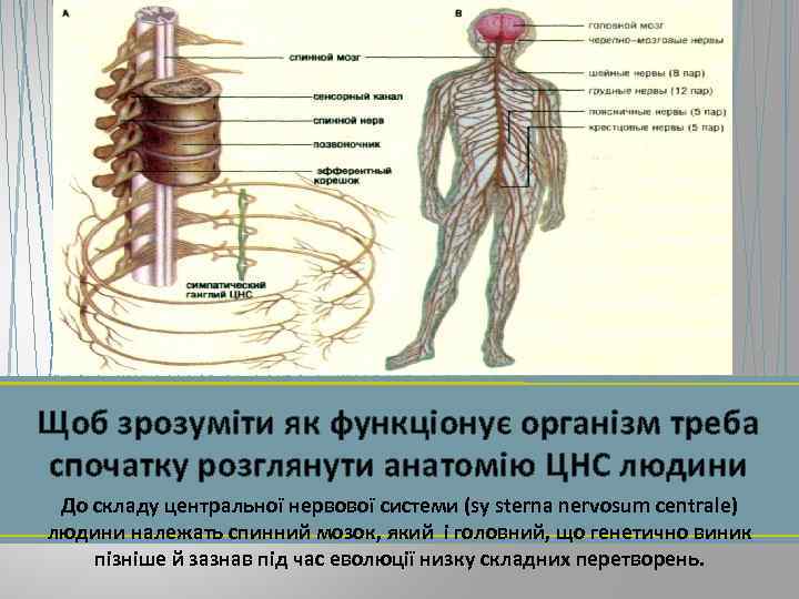 Щоб зрозуміти як функціонує організм треба спочатку розглянути анатомію ЦНС людини До складу центральної