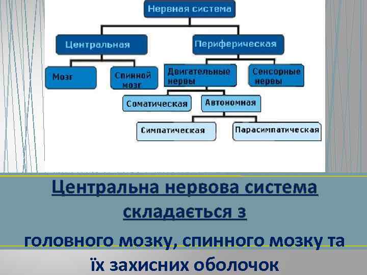 Центральна нервова система складається з головного мозку, спинного мозку та їх захисних оболочок 