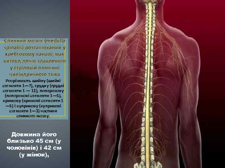 Спинний мозок (medulla spinalis) розташований у хребтовому каналі; має вигляд дещо здавленого у стріловій