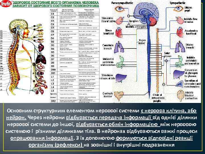 Основним структурним елементом нервової системи є нервова клітина, або нейрон. Через нейрони відбувається передача