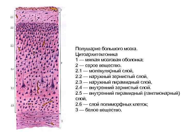 Полушарие большого мозга. Цитоархитектоника 1 — мягкая мозговая оболонка; 2 — серое вещество. 2.