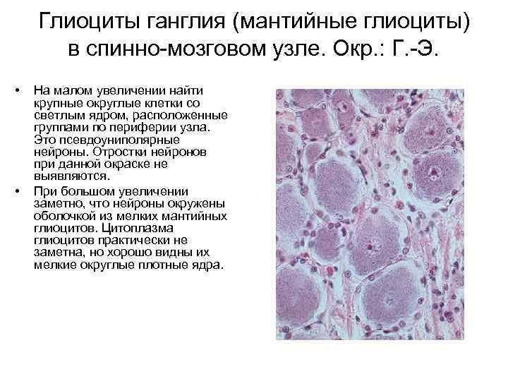 Глиоциты ганглия (мантийные глиоциты) в спинно-мозговом узле. Окр. : Г. -Э. • • На