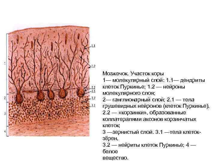 Кора мозжечка рисунок гистология