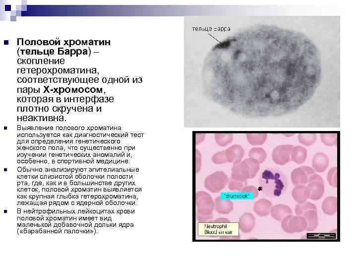 Деконденсация хроматина