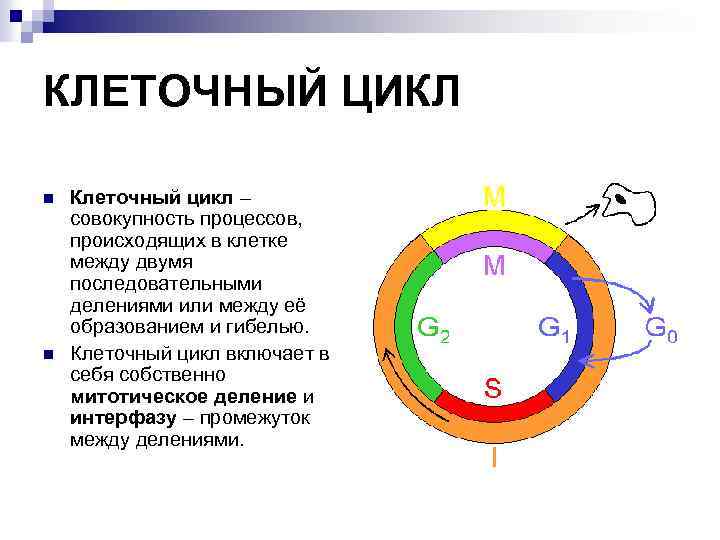 Клеточный цикл. Схема митотического цикла. Ядро клетки деление клетки клеточный цикл. Белки клеточного цикла. Совокупность процессов, происходящих в клетке…..