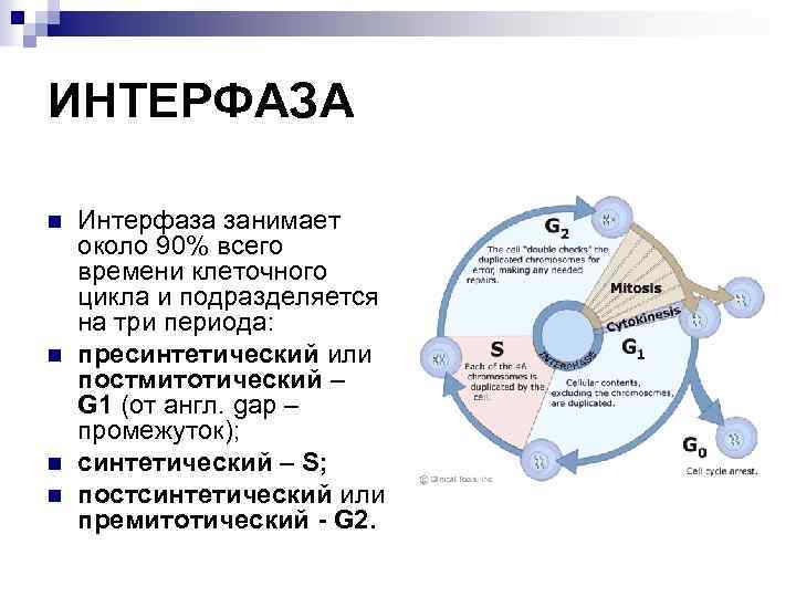 Какой цифрой на рисунке отмечен постсинтетический период жизненного цикла клетки