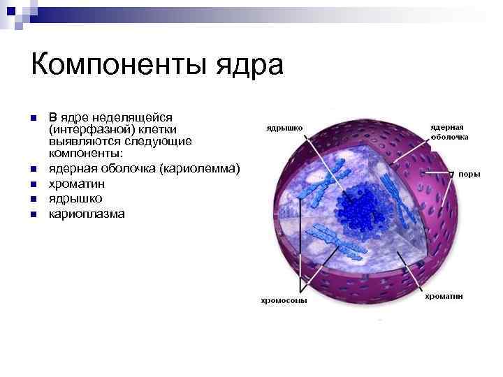 Составляющие элементы ядра. Строение ядра цитология. Интерфазное ядро клетки. Ультраструктура интерфазного ядра. Строение интерфазного ядра.