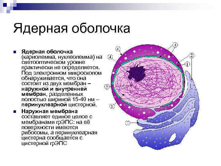 Ядерная мембрана рисунок