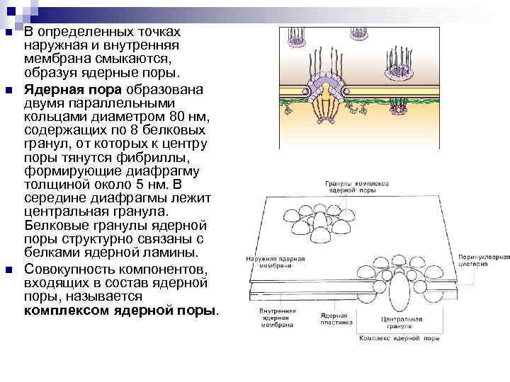 Ядерные поры. Строение ядерного порового комплекса. Строение порового комплекса ядерной поры. Комплекс ядерной поры строение функции. Комплекс ядерной поры схема.