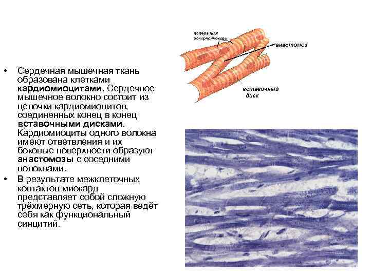 • • Сердечная мышечная ткань образована клетками кардиомиоцитами. Сердечное мышечное волокно состоит из