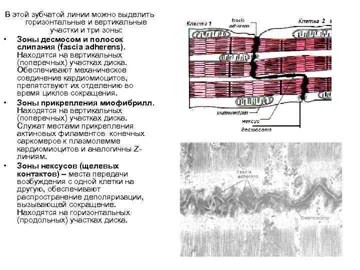 В этой зубчатой линии можно выделить горизонтальные и вертикальные участки и три зоны: •