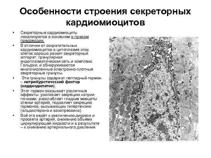 Особенности строения секреторных кардиомиоцитов • • • Секреторные кардиомиоциты локализуются в основном в правом