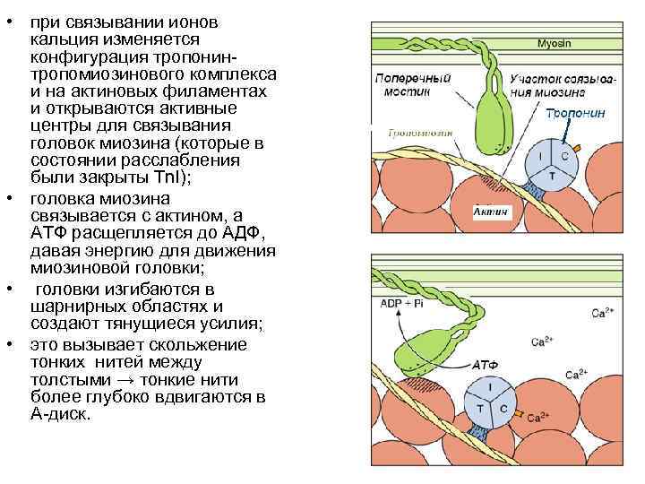 Механизм мышечного сокращения презентация