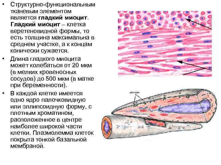 Схема изменения структуры гладкого миоцита до и после сокращения