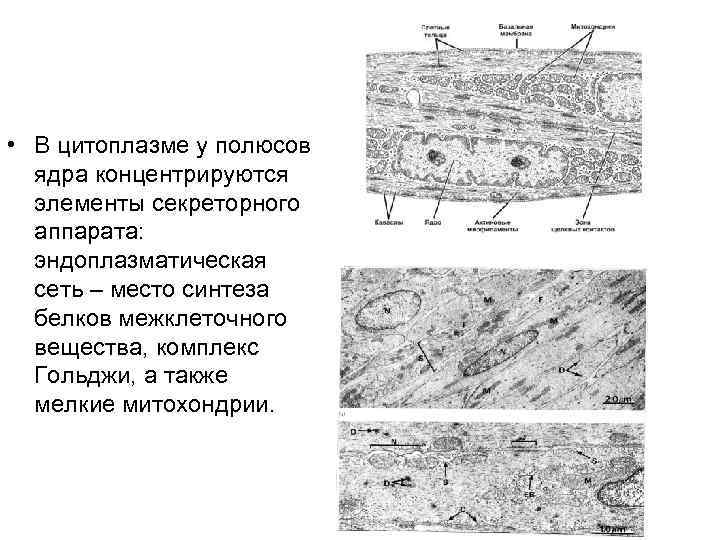  • В цитоплазме у полюсов ядра концентрируются элементы секреторного аппарата: эндоплазматическая сеть –