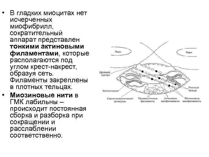 Схема изменения структуры гладкого миоцита до и после сокращения