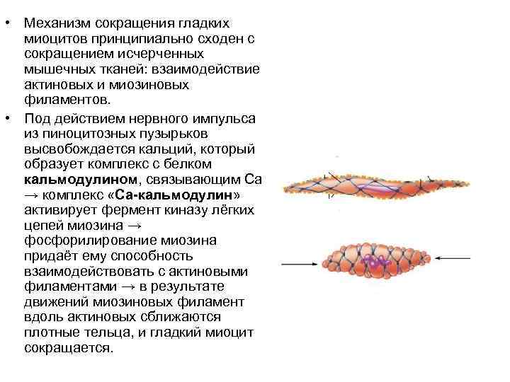  • Механизм сокращения гладких миоцитов принципиально сходен с сокращением исчерченных мышечных тканей: взаимодействие