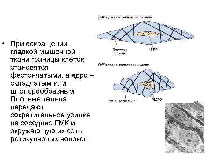  • При сокращении гладкой мышечной ткани границы клеток становятся фестончатыми, а ядро –