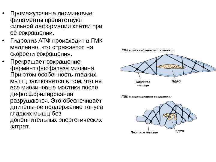  • Промежуточные десминовые филаменты препятствуют сильной деформации клетки при её сокращении. • Гидролиз