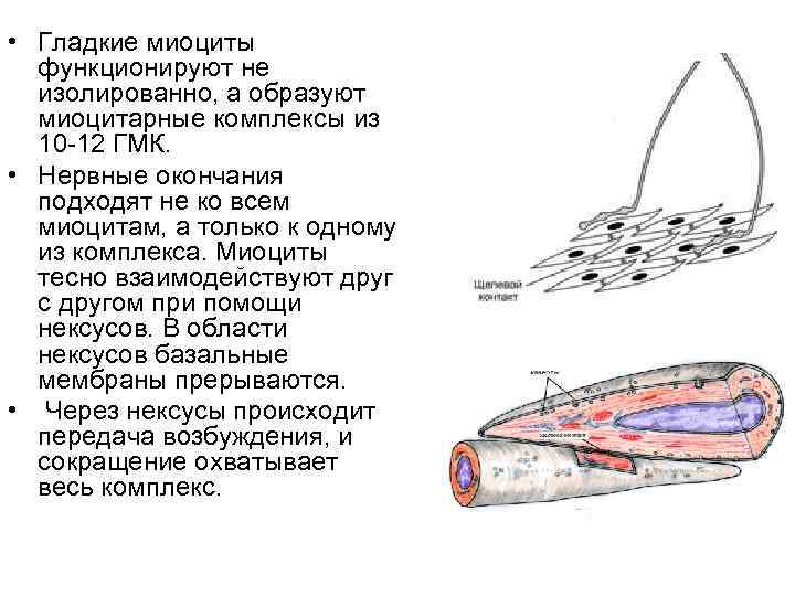 Схема изменения структуры гладкого миоцита до и после сокращения